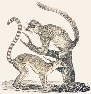 Quincajou, 1850 (engraving)