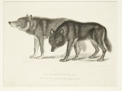 The Wolves of Hudson's Bay, presented by Capt. Parry to Mr. Copps of the Royal Menagerie, Tower of London, 1830 (print)