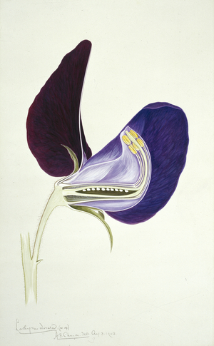 Lathyrus odoratus