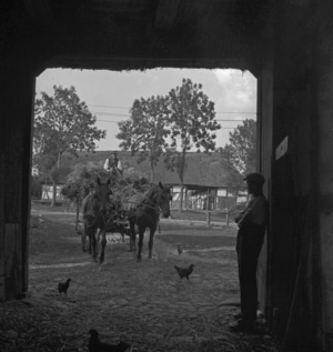 Horse-drawn vehicle, 1930s (photo)
