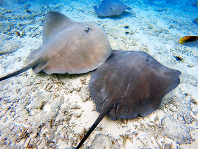 Sting rays in the shallow waters of the Bora Bora lagoon, Moorea, French Polynesia, Society Islands, South Pacific, Cook's Bay, 2020 (photo)