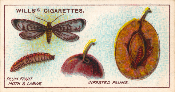 Garden Life: Plum Fruit Moth and Larvae (chromolitho)