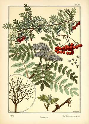 The Sorb (colour litho)