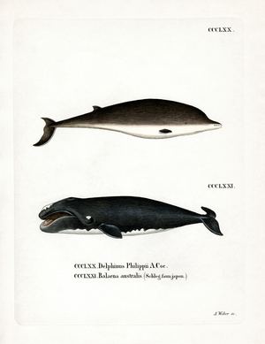 Cuvier's Beaked Whale (coloured engraving)