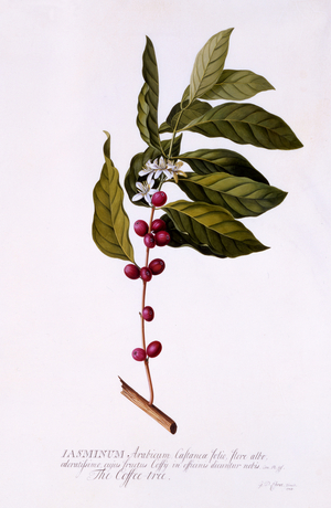 The Coffee Tree, c.1743 (hand-coloured engraving)