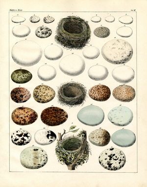 Bird Eggs and Nests (print)