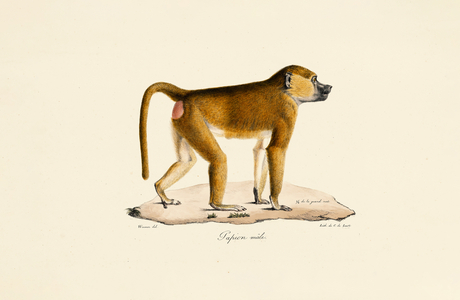 Guinea Baboon (male), 1824 (hand-coloured litho)
