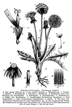 Dandelion