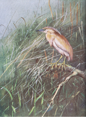 Squacco Heron (litho)