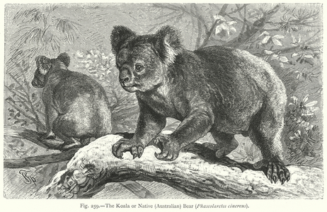 The Koala or Native (Australian) Bear (Phascolarctos Cinereus) (engraving)