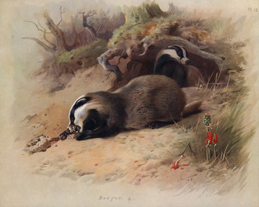 Badger (colour litho)