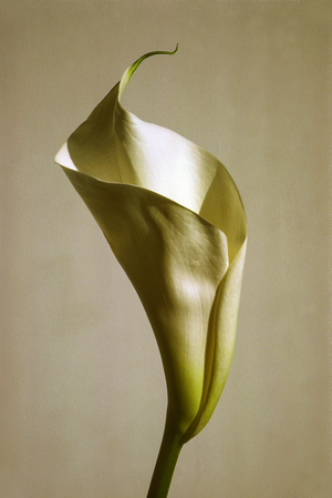 Bronze Calla Lily, ca. 1984 (photo)