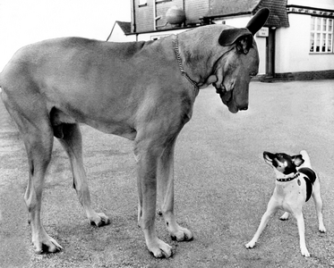 Great Dane and little Jack Russell Terrier looking at each other, England, Great Britain, 1967 (photo)