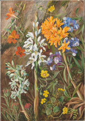 Chilian ground orchids and other flowers, 1880 (oil on board)