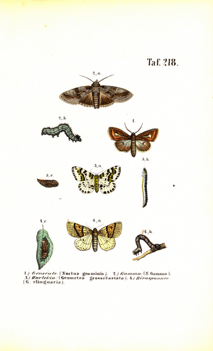 Harmful moths and their developmental stages, 1850 (lithography)