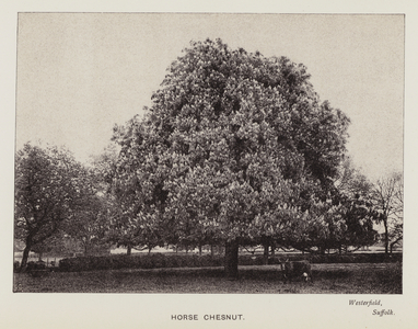British Trees: Horse Chesnut, Westerfield, Suffolk (b/w photo)