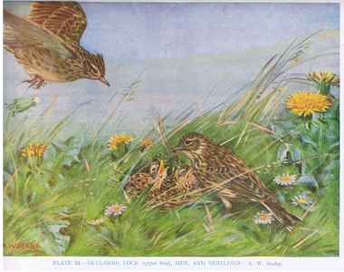 Skylarks, illustration from 'British Birds' by Kirkman & Jourdain, 1966 (colour litho)