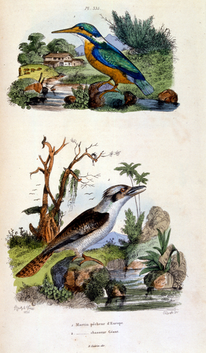 Botanical and zoological illustration by F. E. Guérin. From Dictionnaire pittoresque d'histoire naturelle et des phénomènes de la nature-1833/1834