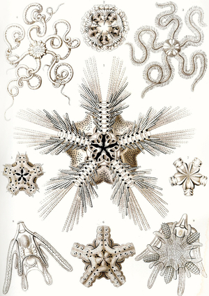  'Kunstformen der Natur', 1899 (colour litho)