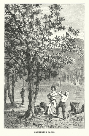 South America: Gathering cacao (engraving)