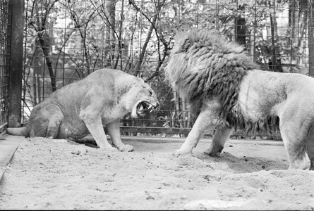Pelzmühle Zoo 11 10 1995, Chemnitz, Slevoigtstraße, Pelzmühle Zoo, Lions Chemnitz Saxony FRG …, 1995 (photo)