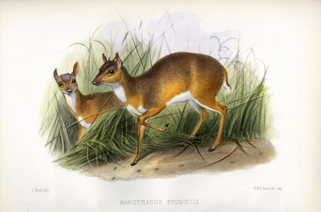 Royal Antelope (print)