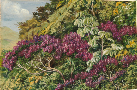 A bank of quaresma and trumpet trees, Brazil, 1873 (oil on board)