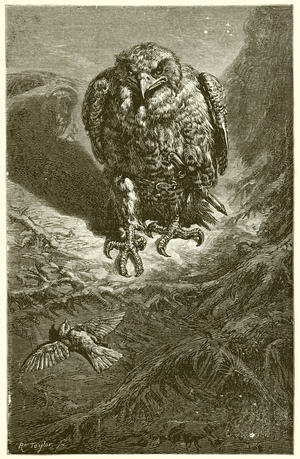 The Hawk and the Nightingale (engraving)