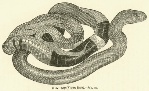 Asp, Vipere Haje, Job xx (engraving)