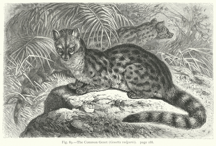 The Common Genet (Genetta Vulgaris) (engraving)