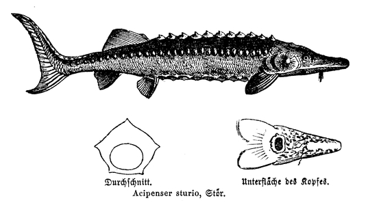 Sturgeon