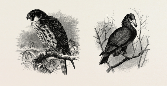 A Hawk from Nature (Left) and a Hawk from the National Gallery (Right)
