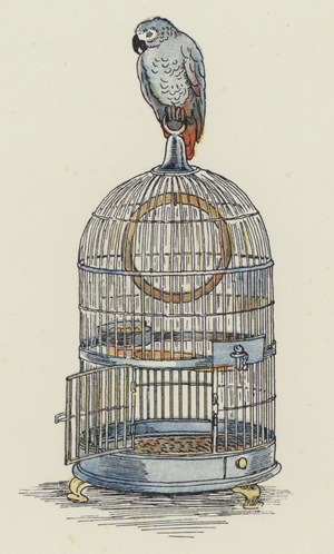 Parrot sitting on top of its cage (colour litho)