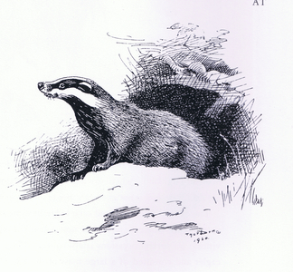 Badger, pub. by Book Club Associates, 1972 (litho)