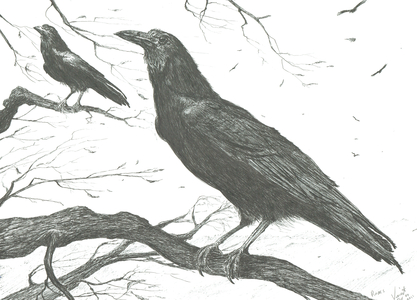 Observers, 2011 (ink on paper)