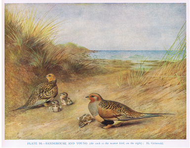 Sandgrouse and young, illustration from 'British Birds' by Kirkman & Jourdain, 1966 (colour litho)