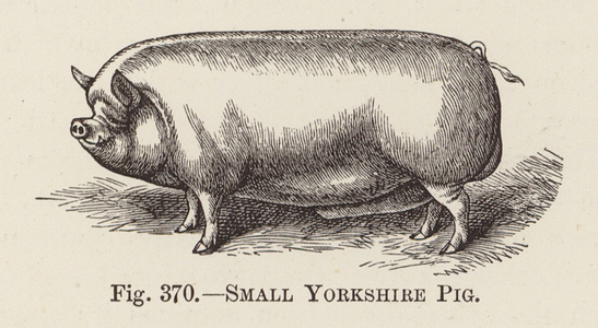 Small Yorkshire Pig (engraving)