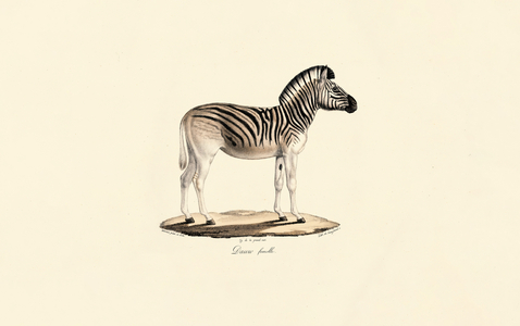 Quagga, female, 1824 (hand-coloured litho)