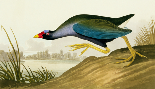 Porphyrio martinica, purple galinule, Plate 305 from John James Audubon's Birds of America, original double elephant folio, 1827-30 (hand-coloured aquatint)