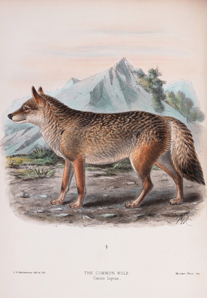 Common wolf,1890 (Plate)