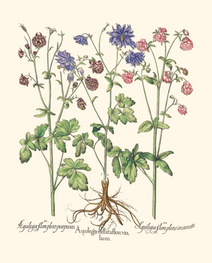Columbine Varieties with Double Flowers (print)