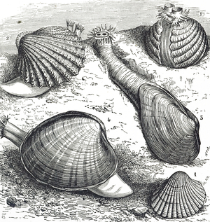 Engraving depicting cockles, a small, edible, marine bivalve mollusc, 19th century