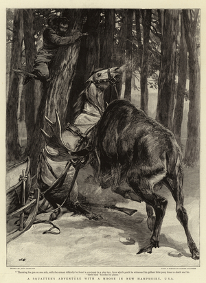 A Squatter's Adventure with a Moose in New Hampshire, USA (engraving)