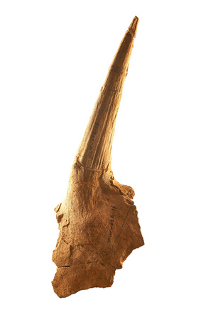 At the Institute of Vertebrate Palentology and Paleoanthropology satellite office in north Beijing, a shoulder spike from a Tuojiangosaurus found by Xu Xing in the Gobi desert.