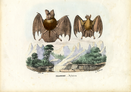 Leaf-Nosed Bats, 1863-79 (colour litho)