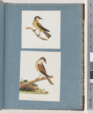 Page 125. Unidentified Bird. 126. Unidentified Bird (w/c on paper)