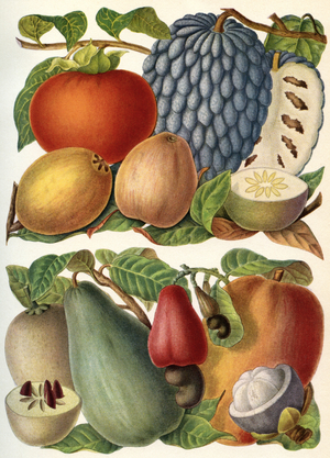 Tropical Fruit, from 'Meyer's Lexicon', publ. 1930 (colour litho)
