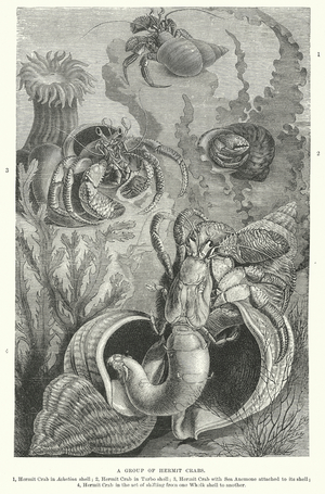 A Group of Hermit Crabs (engraving)