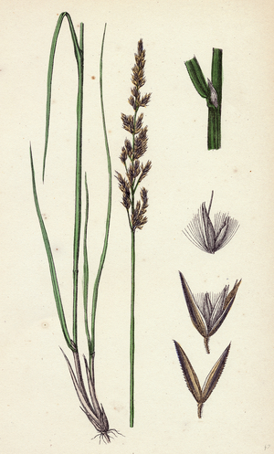 Calamagrostis Stricta Var. Llookeri Narrow Small-Reed Var. B.