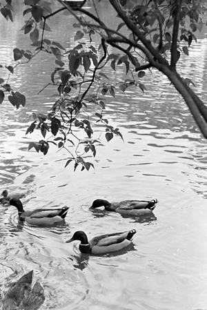 Ducks swimming in a pond in Ludwigsburg, Germany 1930s (b/w photo)